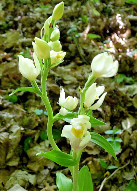 White helleborine photo Peter Herring